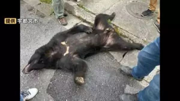 “2頭目のクマ”はいる？住宅街でクマ捕獲された宇都宮市 一夜明けて住民は警戒 「車から降りてクマがいたら…」