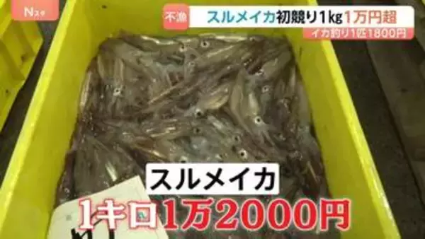 スルメイカ初競り1kg1万2000円！ 令和で最高値“庶民の味”が高級品に