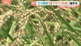 「コメ価格“値下がりするとの見方”さらに強まる　新米価格の下落見通しも影響か　小売価格が値下がりしていくのかが焦点」の画像1