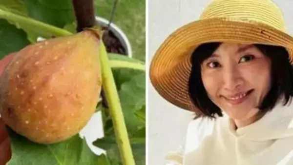 5年目でついに【 山口もえ 】田中家の悲願「達成感は半端ない」秋の味覚を収穫 「ジャムにしたら良かったかも」