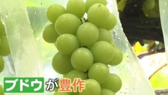 今年は“秋の味覚”が豊作です！シャインマスカット・栗・レンコン！いまが買い時！