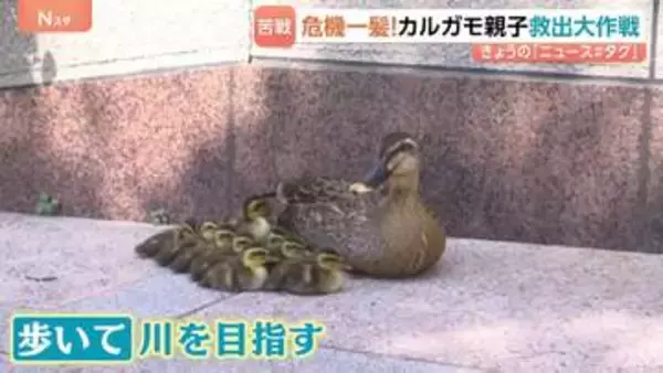 カルガモ親子 道に残され大ピンチ！警察が救出も…「まじか！」 待ち受けていた更なる困難！かわいい家族の運命は！？