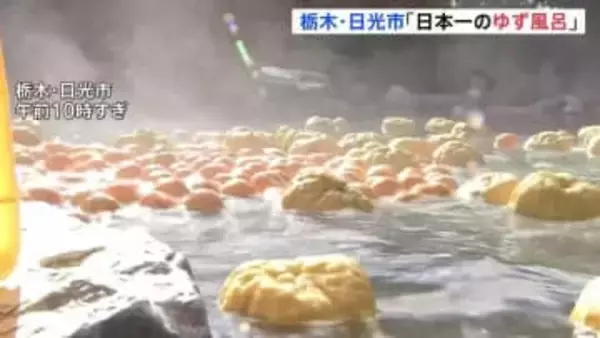 “日本一のゆず風呂”冬至の伝統行事　露天風呂に2026個のゆず　栃木・日光市の東照温泉