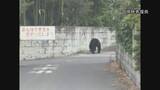 「8日宇都宮市の全ての市立小中学校が臨時休校　夜中も相次ぐクマの目撃　警察や猟友会がパトロールで注意呼びかけ」の画像1