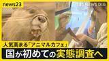 「人気高まる「アニマルカフェ」に国が初めての実態調査へ “展示ルール”対応に差も…「動物福祉のリテラシーの向上を」【news23】」の画像1