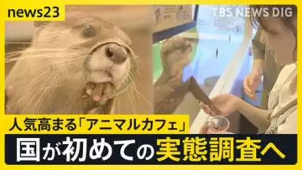 人気高まる「アニマルカフェ」に国が初めての実態調査へ “展示ルール”対応に差も…「動物福祉のリテラシーの向上を」【news23】