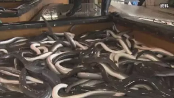 ニホンウナギなどの取引規制「否決」 EUなどが提案も3分の2に届かず 反対100・賛成35 来月の全体会合で確定へ　ワシントン条約締約国会議