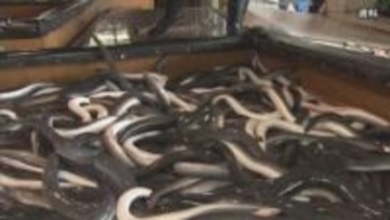 ニホンウナギなどの取引規制「否決」 EUなどが提案も3分の2に届かず 反対100・賛成35 来月の全体会合で確定へ　ワシントン条約締約国会議