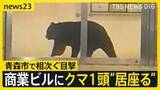 「青森市でクマ1頭がホテルなどが入る商業ビルで“居座り” 中心街に響いた2発の銃声…出没から約3時間後に緊急銃猟で駆除【news23】」の画像1