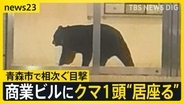 青森市でクマ1頭がホテルなどが入る商業ビルで“居座り” 中心街に響いた2発の銃声…出没から約3時間後に緊急銃猟で駆除【news23】