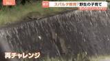 「“スパルタ教育”なイノシシ「野生の育て方」はスゴイ！ウリ坊の前に立ちはだかる高すぎる壁」の画像1