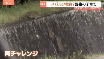 “スパルタ教育”なイノシシ「野生の育て方」はスゴイ！ウリ坊の前に立ちはだかる高すぎる壁