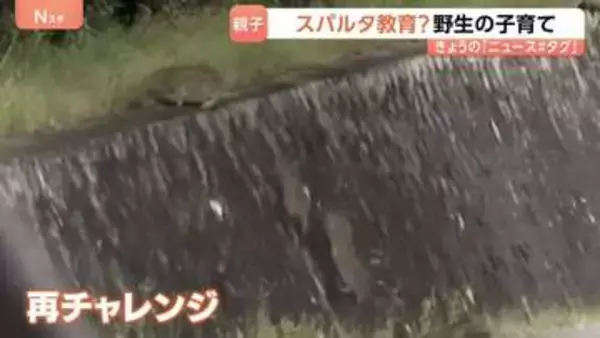 “スパルタ教育”なイノシシ「野生の育て方」はスゴイ！ウリ坊の前に立ちはだかる高すぎる壁