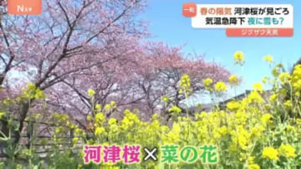 「桜と菜の花のハーモニー」約8000本の河津桜が見ごろに “春の陽気”が一転、関東で雪が降る可能性も