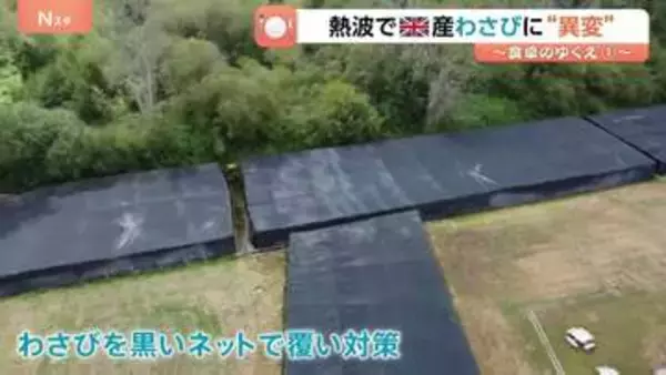 日本食定着のイギリス 記録的熱波で「わさび」が生育不良…こだわりの地元産に“異常気象”が直撃