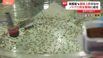 世界初！ノドグロの完全養殖に成功 近畿大学　海水温上昇で漁獲減り価格上昇のなか　3年後めどに飲食店に出荷計画