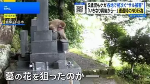 繁殖期でサル被害増加！背後から襲われケガも…遭遇時に絶対やってはいけないNG行動とは？【THE TIME,】