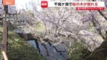 東京・千代田区の千鳥ヶ淵で桜の木1本が根本から折れる　けが人なし　千鳥ヶ淵緑道では「さくらまつり」開催中　ライトアップ実施を判断へ