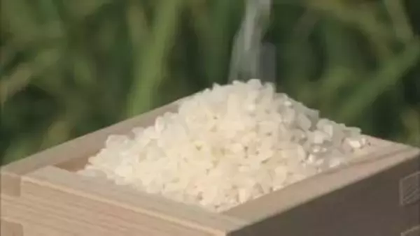 政府備蓄米の買い入れ　きょう開始　複数回に分けて今年産のコメ約21万トンを調達