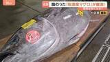 「シーズンは6月なのに…佐渡産マグロがいま豊漁！脂がのって、春らしい香りも…関東で安く食べることはできるの？？」の画像1