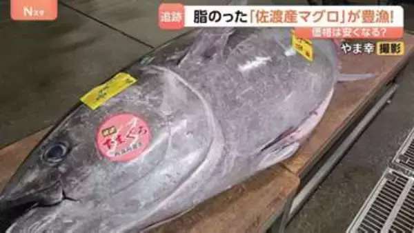 シーズンは6月なのに…佐渡産マグロがいま豊漁！脂がのって、春らしい香りも…関東で安く食べることはできるの？？