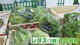 「レタス1個108円！葉物野菜が安い！注目の小松菜は1袋86円…生産者直伝の絶品レシピ」の画像1