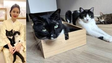 【 ねこ 】藤あや子の愛猫「距離感が近くなっていることをお知らせします」先住マル＆オレオと保護猫じゃこ天がくつろぐ