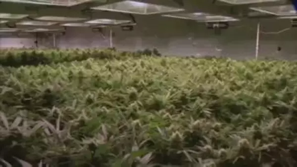 トランプ政権　医療用大麻の規制緩和　ヘロインと同等→鎮痛剤と同等に分類見直し