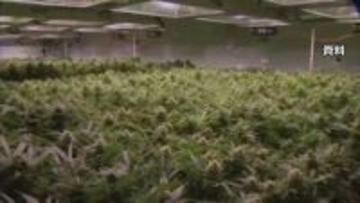 トランプ政権　医療用大麻の規制緩和　ヘロインと同等→鎮痛剤と同等に分類見直し