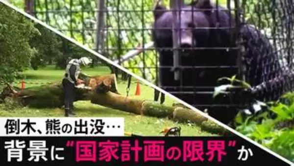 相次ぐ倒木、熊の出没被害…背景に130年前の“国家計画の限界” 東大教授が提言する縦割り行政の闇と「自分さえ良ければ」からの脱却