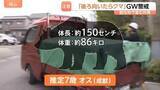 「GWにも出没「後ろを向いたらクマが…」4月ツキノワグマによる死者は約20年で初の“異例”の事態…観光地でも“音バリア”・ドローンで対策」の画像1