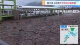 「記録的大雨で大量の流木が漂着　高速船が接岸できず欠航するなど生活に影響　鹿児島・屋久島町 宮之浦港」の画像1