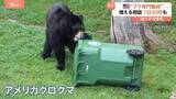 「住宅街にクマが現れる町　アメリカの「クマ対策専門」州職員に密着　住民守る訓練も」の画像1