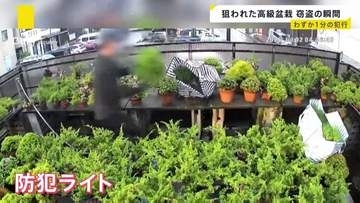 【窃盗の瞬間】高級盆栽7本盗まれる 被害額は数百万円 わずか1分の犯行