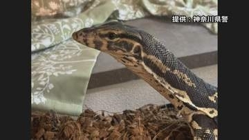 体長約1.2メートルの脱走オオトカゲ見つかる　飼い主の自宅のクローゼット下に…そもそも外に出ていなかったか　横浜市・緑区