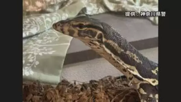 体長約1.2メートルの脱走オオトカゲ見つかる　飼い主の自宅のクローゼット下に…そもそも外に出ていなかったか　横浜市・緑区