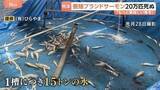「【令和8年熊本地震】20万匹のブランドサーモン死ぬ…それでも「もっと美味しい魚を」地震から1か月　復旧に挑む養殖業者　全国から支援も」の画像1