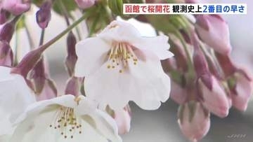 観測史上2番目に早い“サクラ開花” 北海道・函館で平年より10日早く 五稜郭にも春の訪れ