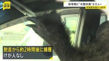 「ダチョウが徘徊している」午前7時前に複数の通報 体長約2メートルのエミュー捕獲　滋賀・守山市
