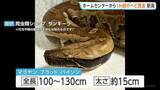 「ホームセンターからヘビ脱走か 全長約1m・太さ約15cm “毒なし”もかみつかれるおそれ　新潟・上越市」の画像1