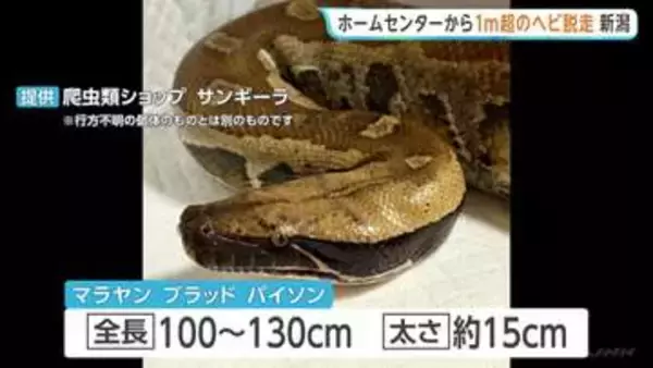 ホームセンターからヘビ脱走か 全長約1m・太さ約15cm “毒なし”もかみつかれるおそれ　新潟・上越市