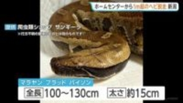 ホームセンターからヘビ脱走か 全長約1m・太さ約15cm “毒なし”もかみつかれるおそれ　新潟・上越市