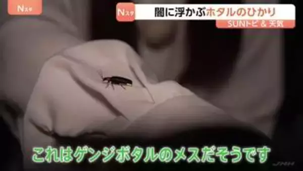 “こんなにたくさんのホタル見たの初めて”「ホタルのひかり」は求愛行動　鑑賞会に参加 埼玉・秩父市上町【SUNトピ】