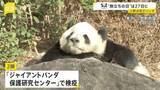 「上野動物園の双子パンダが今月27日に中国へ　「シャオシャオ」と「レイレイ」　四川省の「保護研究センター」で検疫後は未定」の画像1