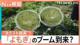 「“ハーブの女王”よもぎが“ネクスト抹茶”に？出荷量が過去最高　“ほぼ草”たい焼きにドーナツ…続々進出【Nスタ解説】」の画像1