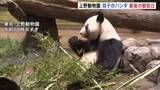 「もうすぐさよなら　上野動物園の「双子パンダ」最後の観覧日　抽選倍率は24.6倍　国内は54年ぶりにパンダ不在へ」の画像1