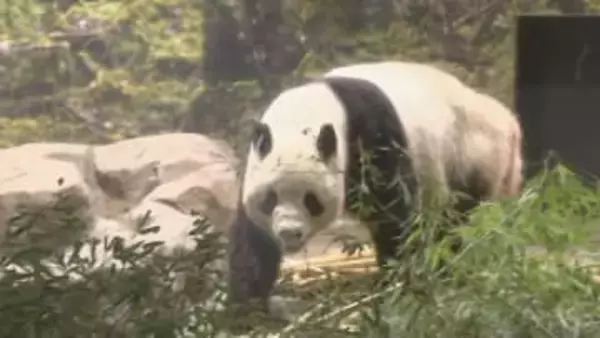 ついにさよなら　上野動物園の双子のパンダ「シャオシャオ」「レイレイ」　あす中国へ出発　国内では54年ぶりのパンダ不在に