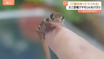 ミニ恐竜！？可愛すぎるヤモリがSNSで大バズリ 「ご飯を待っていてくれる」