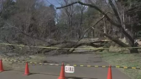 倒木相次ぐ砧公園で緊急点検　初日のきのう「倒木のおそれ8本」　診断結果の検証や確認経て順次伐採など検討へ