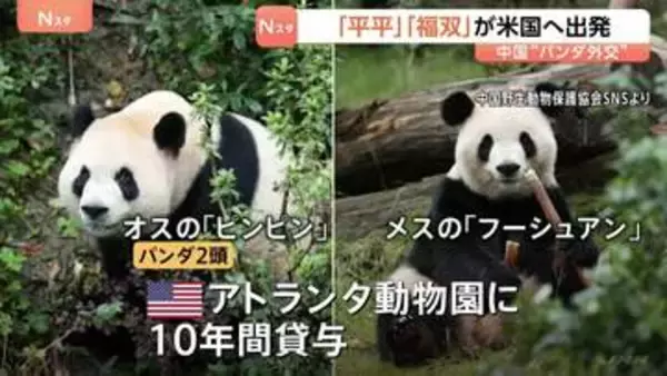 中国“パンダ外交”　オス「平平」とメス「福双」がアメリカへ出発　ジョージア州アトランタ動物園に10年間貸与